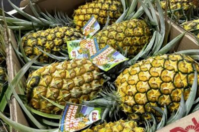 Oahu: North Shore Dole Pineapple Farm Tour - Key things I’d circle on your plan