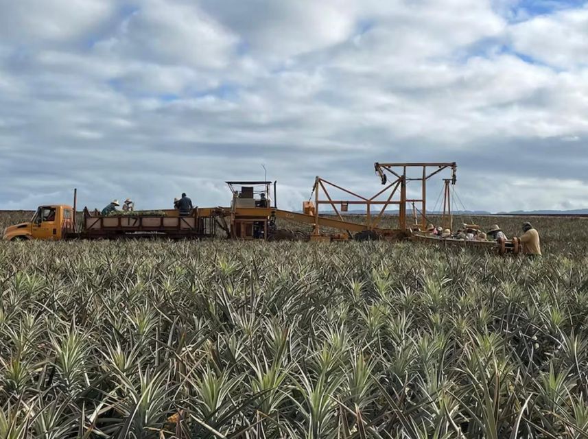 Oahu: North Shore Dole Pineapple Farm Tour - Greenworld Coffee Farms: the first taste of “real Oahu”