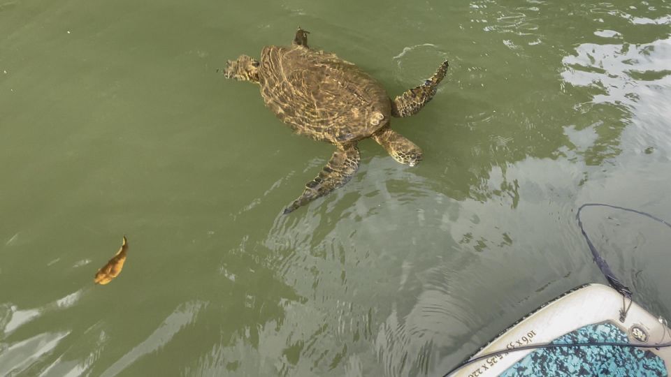 Oahu: North Shore Haleiwa Paddleboard River Adventure - Price and Value at $34: What You’re Actually Paying For