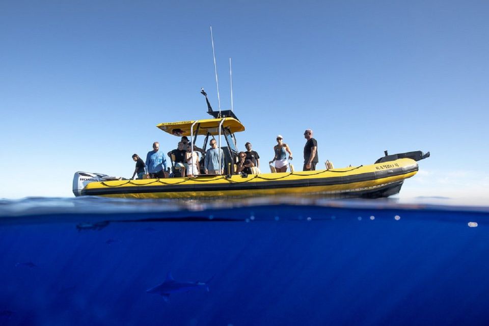 Oahu: North Shore Marine Life Tour from Haleiwa - Speedboat Views From Haleiwa’s Harbor