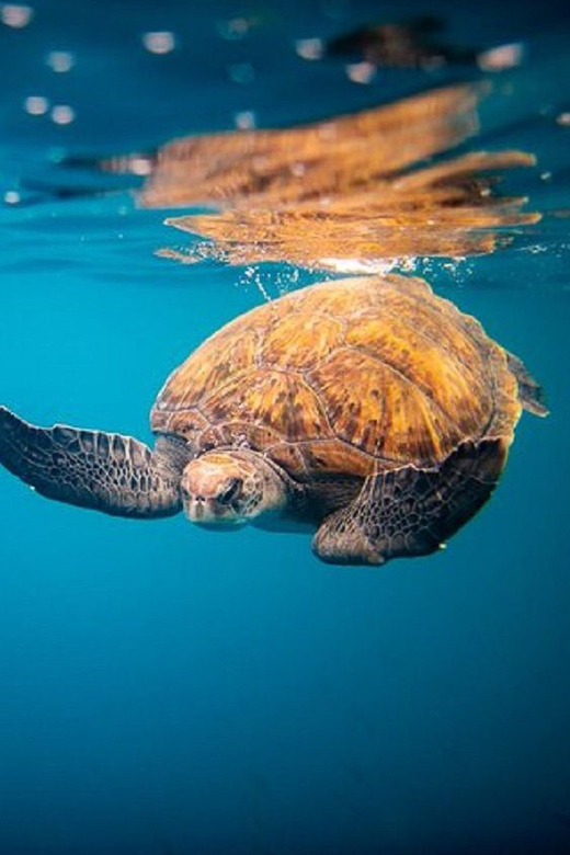 Oahu: North Shore Snorkeling Tour from Haleiwa - Key Highlights I’d Prioritize