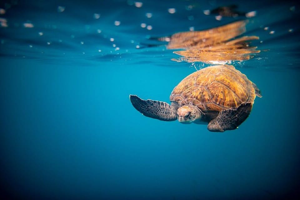 Oahu: North Shore Snorkeling Tour from Haleiwa - Price and Value: What $110 Covers (and Why It’s Not Just “Two Hours”)