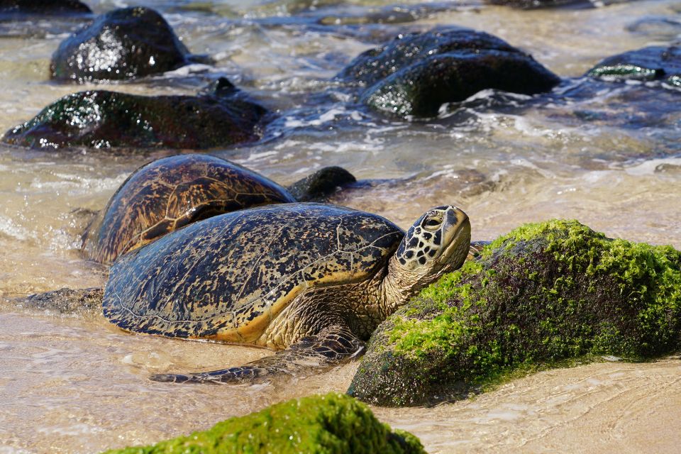 Oahu: North Shore Waterfall Swim - North Shore Waterfall Swim: How the Day Actually Flows
