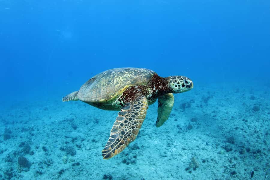 Oahu: Off road Stand-Up ATV and Sunset Snorkel Cruise - Switching from off-road to ocean: the Ko Olina transfer reality