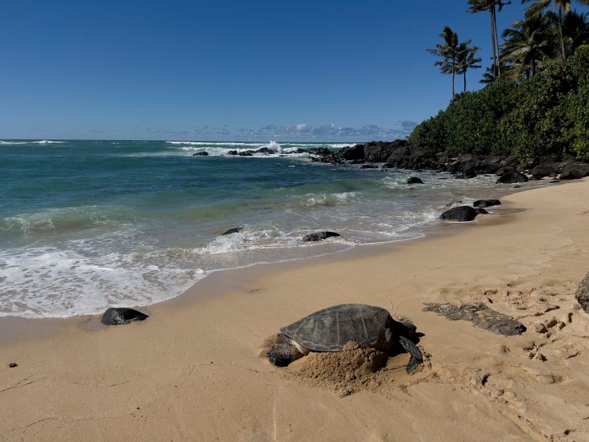 Oahu: Private Best of Oahu Sightseeing Tour - How a Private Best-of-Oahu Tour Actually Makes the Day Better