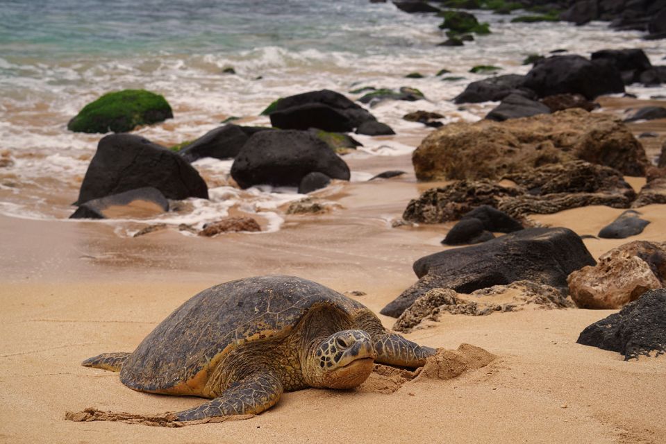 Oahu: Private Best of Oahu Sightseeing Tour - North Shore Route: Beaches, Dole Plantation, and Greenworld Coffee