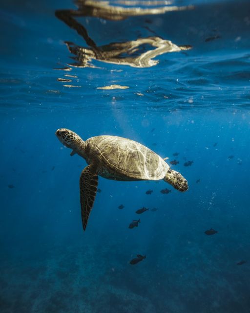 Oahu: Private Catamaran Sunset Cruise & Optional Snorkeling - Why This Private Catamaran Makes Waikiki Sunset Feel Different
