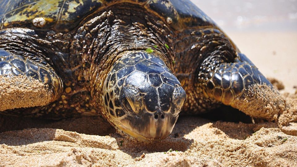 Oahu: Private Custom Island Tour - Private and Custom: How This Tour Works in Real Life