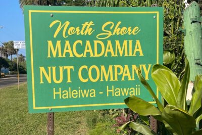 Oahu Private Tour North Shore, Waimea Falls and Dole Plantation - Laniakea Beach turtle time: slow watching beats fast snapping