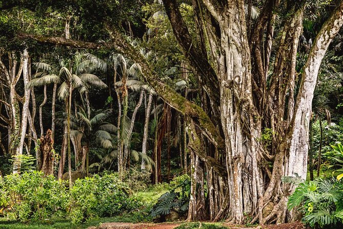 Oahu Private Tour North Shore, Waimea Falls and Dole Plantation - The Mayra factor: why a private guide changes the day