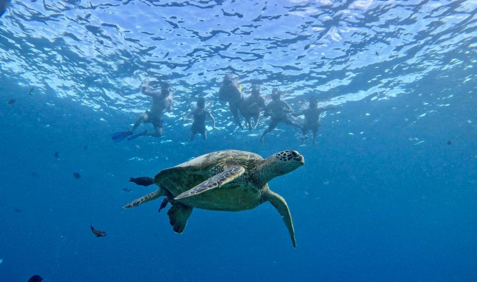 Oahu: Private Turtle Snorkeling with Customizable Itinerary - On-board comfort: shade, lounge space, and your music