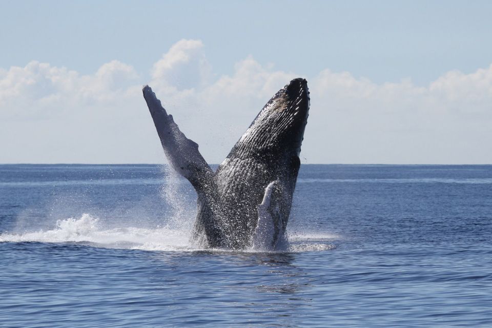 Oahu: Seasonal Whale Watch Cruise - Key Things I’d Prioritize Before You Go
