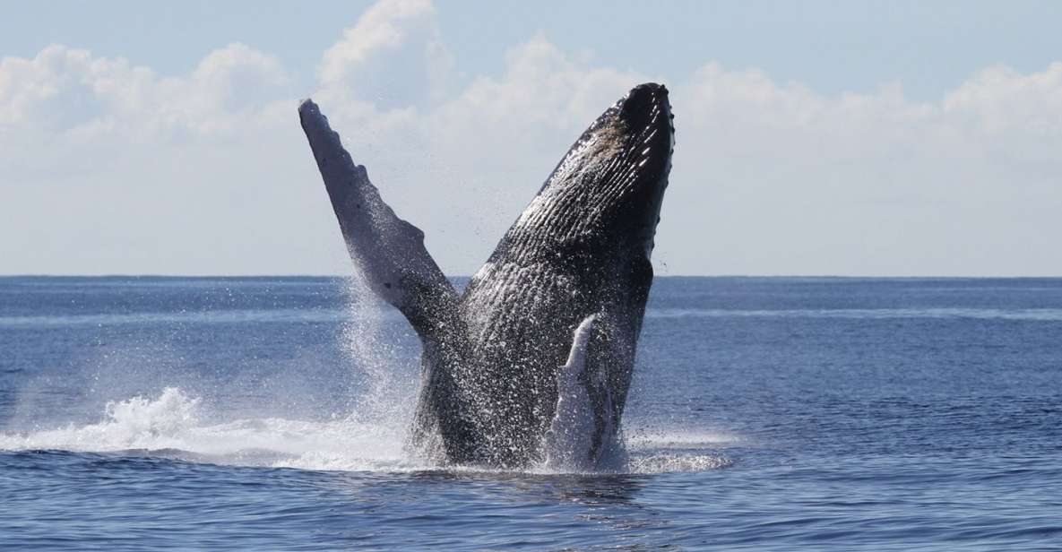 Oahu: Seasonal Whale Watch Cruise - Where You Start: Pier 6 and the Majestic by Atlantis Cruises