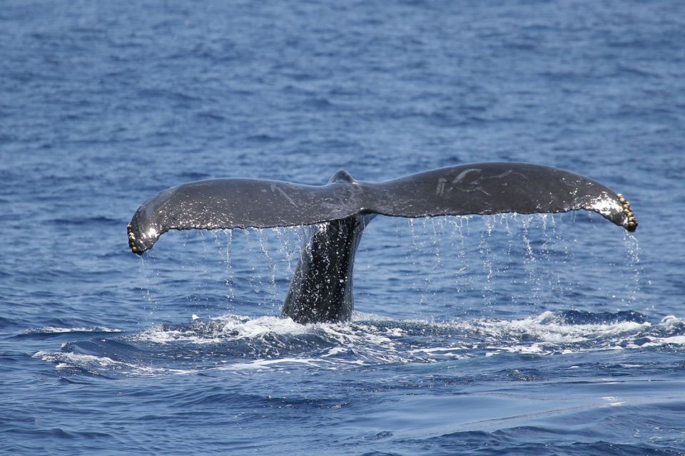 Oahu: Seasonal Whale Watch Cruise - Three Decks, Different Comfort Levels (and Why That Matters)