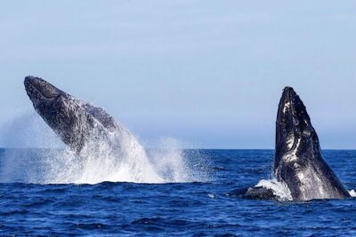 Oahu: Seasonal Whale Watch Cruise - On the Water: What the 150-Minute Whale Watch Feels Like