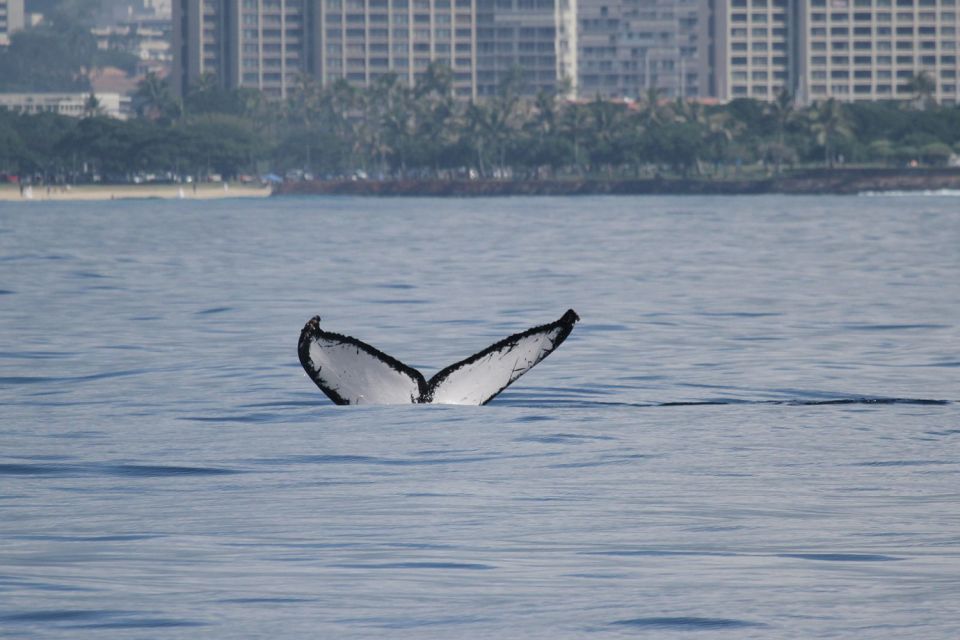 Oahu: Seasonal Whale Watch Cruise - The Naturalist Factor: Turning Sightings Into Meaning