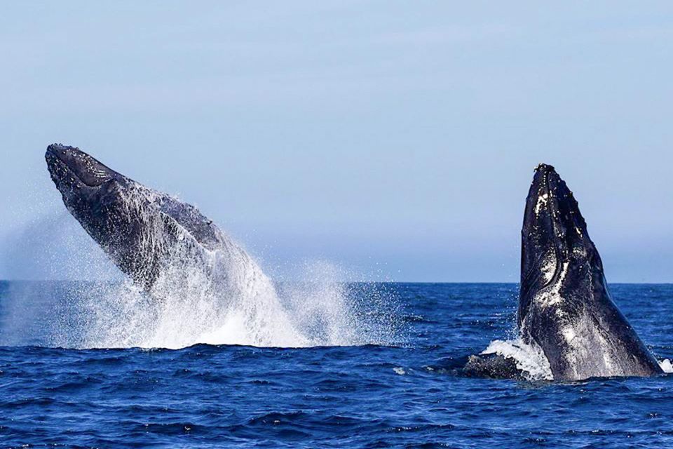 Oahu: Seasonal Whale Watch Cruise - On the Water: What the 150-Minute Whale Watch Feels Like