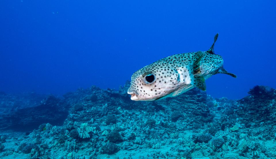 Oahu: Shallow Reef Scuba Dive for Certified Divers - Key things that make this Oahu reef session worth your time