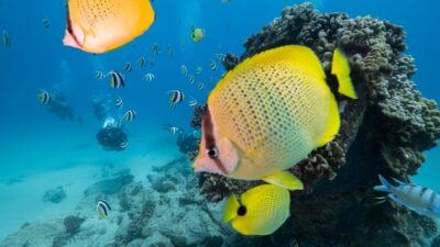Oahu: Shallow Reef Scuba Dive for Certified Divers - Safety briefing and gear fit: the part that protects the fun