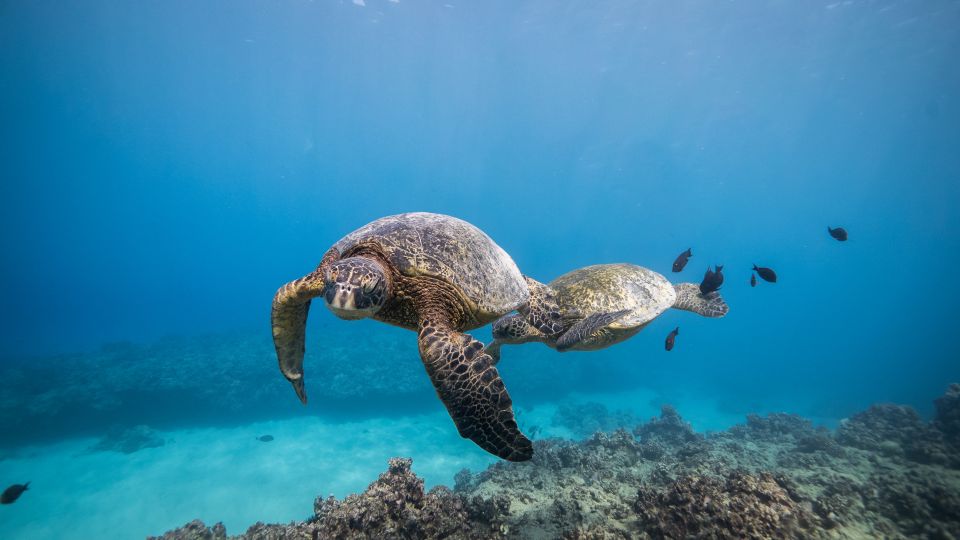 Oahu: Shallow Reef Scuba Dive for Certified Divers - Turtle Canyons: the volcanic-reef look and the green sea turtle factor
