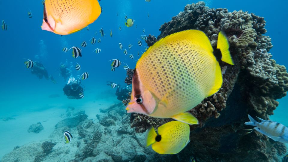 Oahu: Shallow Reef Scuba Dive for Certified Divers - Safety briefing and gear fit: the part that protects the fun