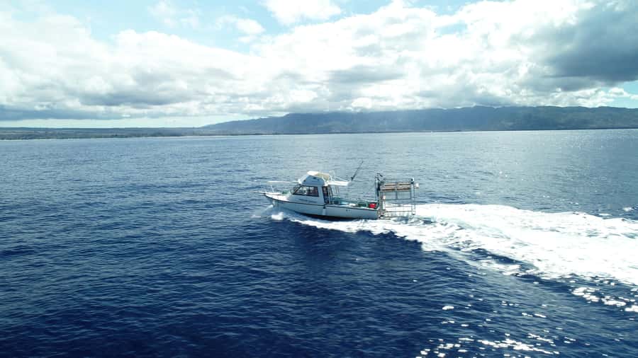 Oahu: Shark Cage Diving Experience - Quick hits: what makes this shark cage experience special