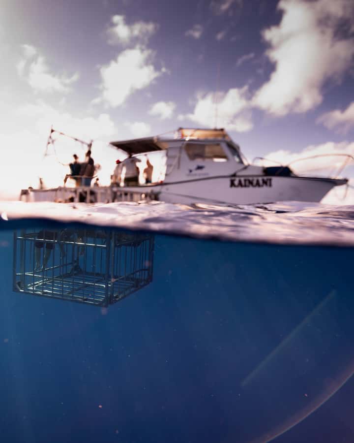 Oahu: Shark Cage Diving Experience - From Haleiwa Harbor to Open Ocean: the real start of the trip