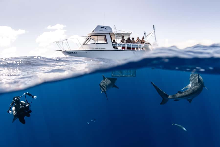 Oahu: Shark Cage Diving Experience - Which sharks you’ll likely see (and why it matters)