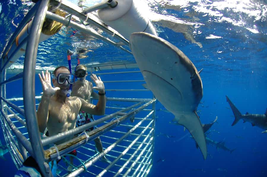 Oahu: Shark Cage Diving Experience - Price and value: is $97 per person fair for 2 hours?