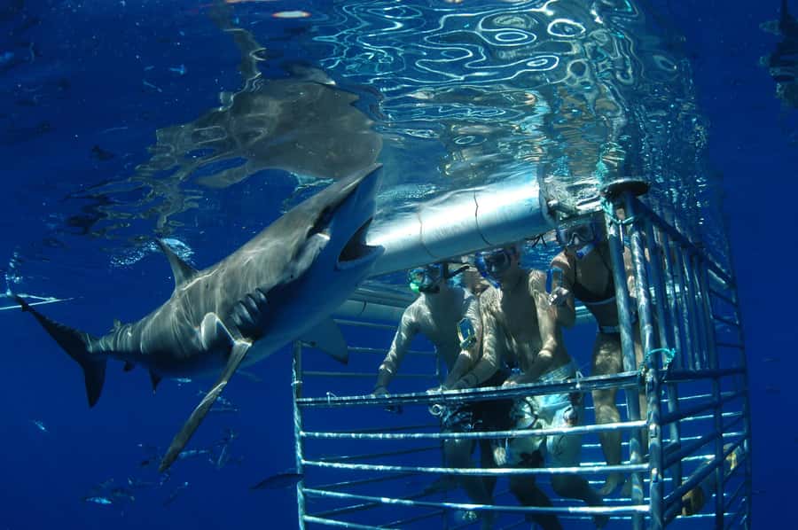 Oahu: Shark Cage Diving Experience - Timing, check-in, and how weather changes the plan