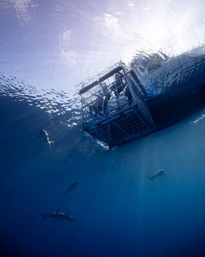 Oahu: Shark Cage Diving Experience - Inside the floating cage: what your water time feels like