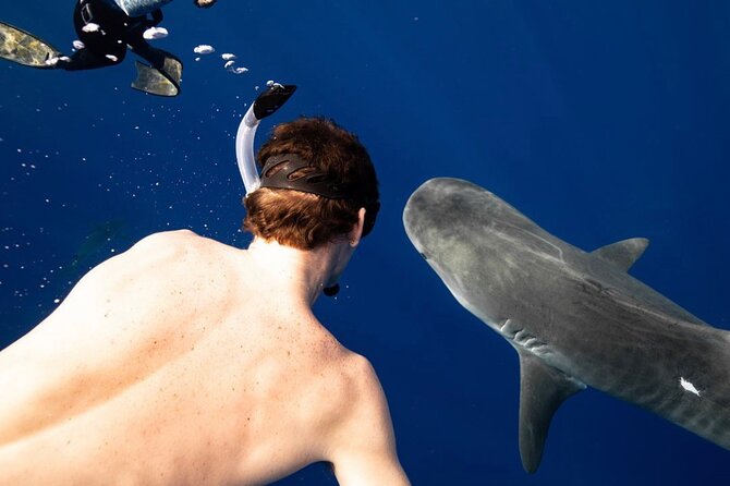 Oahu Shark Dive Educational Tour (No cage) - Waimea Bay: surf legend energy (and calmer summer water)