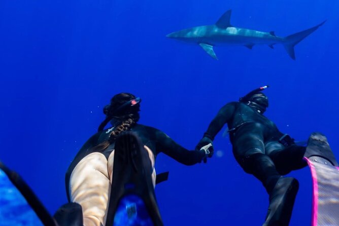 Oahu Shark Dive Educational Tour (No cage) - Puaʻena Point: a relaxed North Shore beach stop