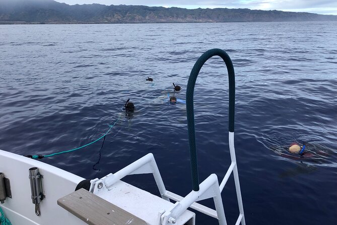 Oahu Shark Dive Educational Tour (No cage) - Getting there: Haleiwa Boat Harbor and how the timing works