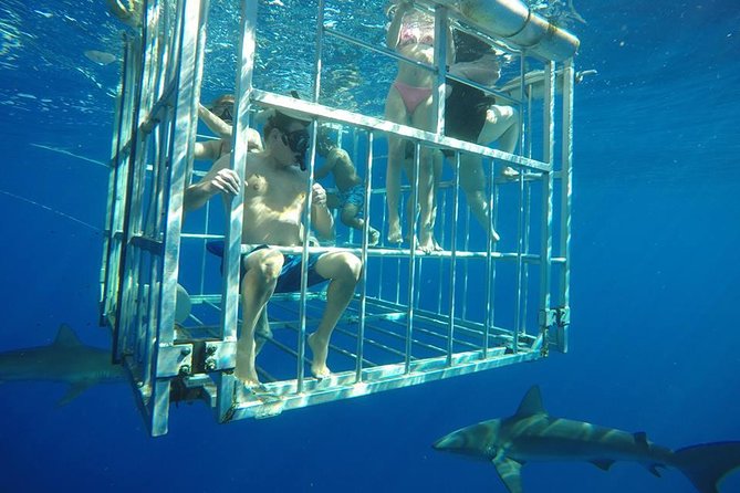 Oahu Shark Dive - Safety briefing, then the cage: what to expect once you’re in