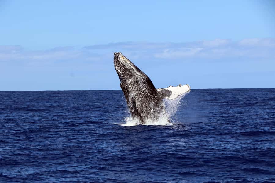 Oahu: Snorkeling & Dolphin Watch Cruise with Hawaiian Buffet - Price Check: Is $182 Worth It for Snorkeling, Wildlife, and a Real Buffet?