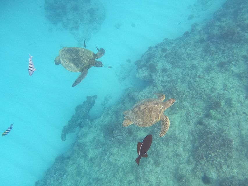 Oahu Snorkeling with Turtles, Water Scooter, Paddleboard - The electric water scooter experience: fun, but manage the tradeoffs