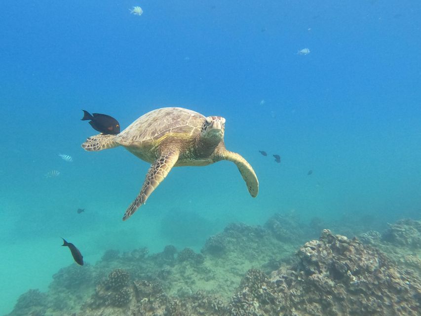 Oahu Snorkeling with Turtles, Water Scooter, Paddleboard - Should you book this Oahu turtle snorkeling with scooter and paddleboard?