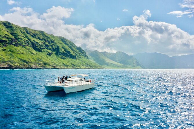 Oahu: Swim with Dolphins on the West Coast - Dolphin time: what you can realistically expect in the water