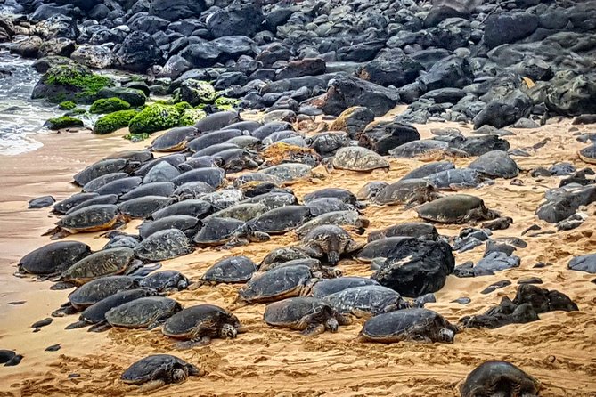 Oahu to Maui 1 Day Trip : Road to Hana Day Trip from Oahu with Air Ticket - Kaupo and the Maui Backside Feel
