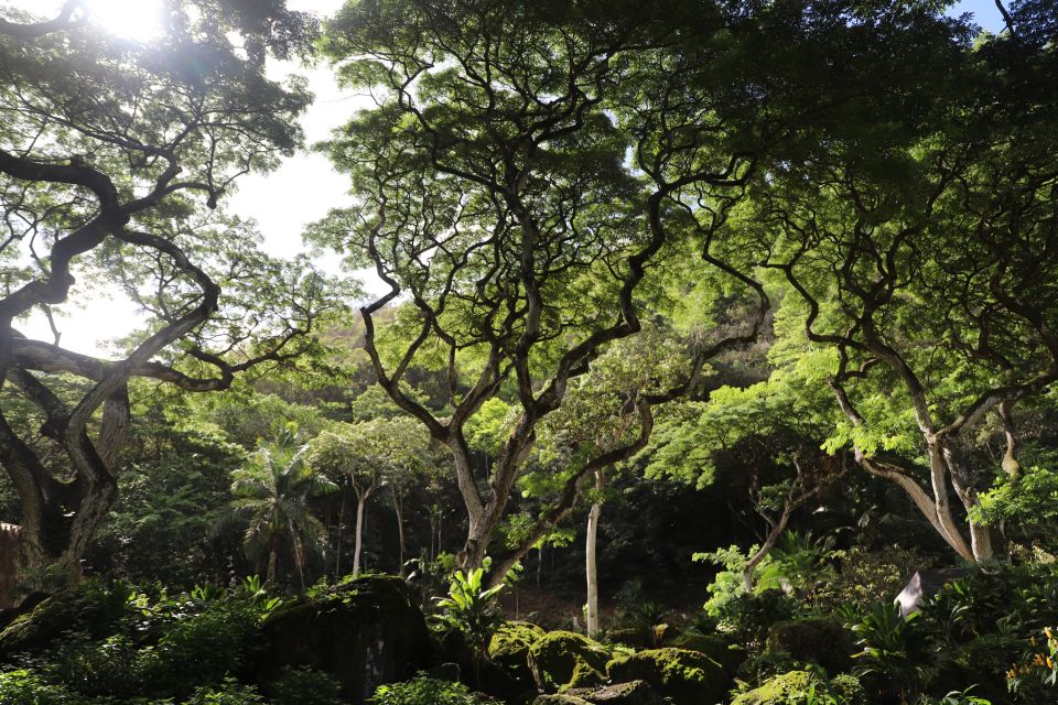 Oahu: Valley of Waimea Falls Swim & Hike with Lunch & Dole - Lunch at Waimea Valley: picnic style, with real choices
