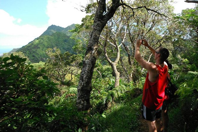 Oahu Volcanic Rainforest Hiking Adventure - Quick hit highlights (what makes this tour worth your time)
