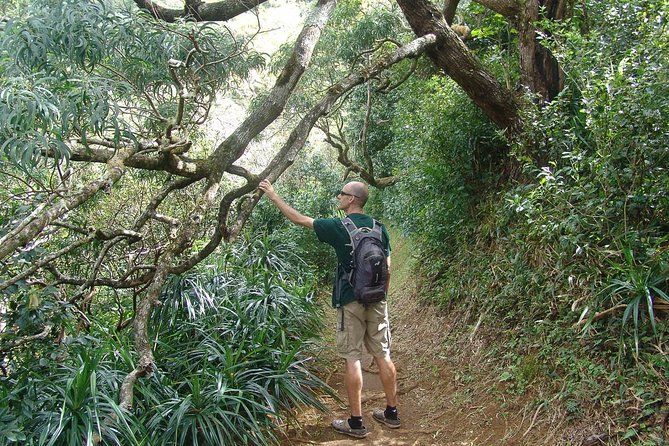 Oahu Volcanic Rainforest Hiking Adventure - Who Should Book This (and who should skip it)