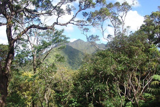 Oahu Volcanic Rainforest Hiking Adventure - Meeting at 9:00 am: Pickup Zones and How the Day Starts