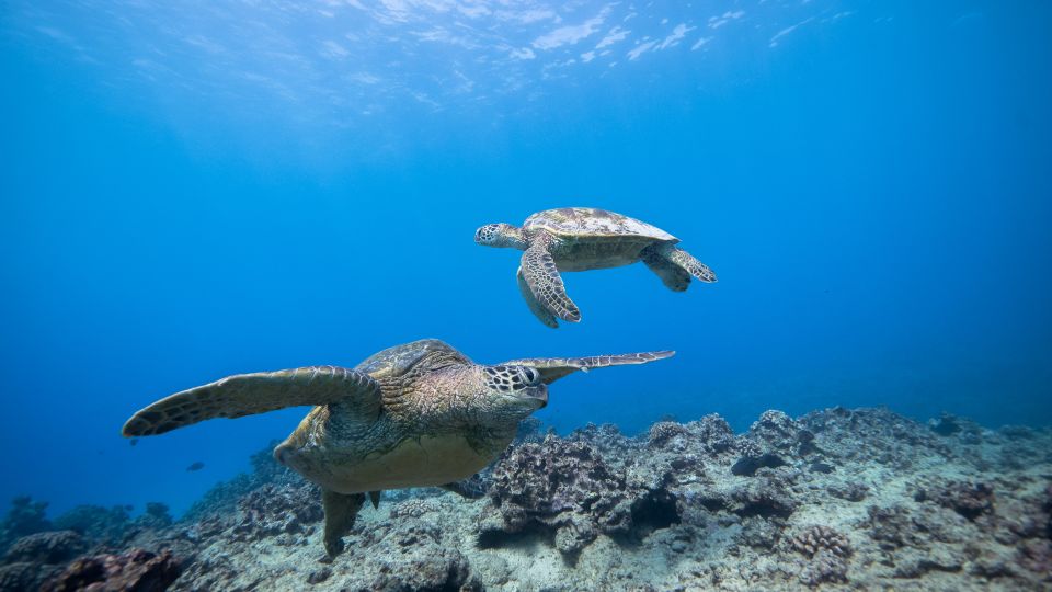 Oahu: Waikiki Discovery Scuba Diving for Beginners - Marine Life Odds: Turtles, Eels, Rays, Fish, and Dolphins