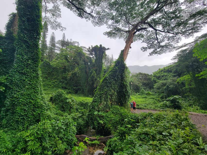 Oahu: Waikiki E-Bike Ride and Manoa Falls Hike - What’s included (and what you’ll need to handle yourself)