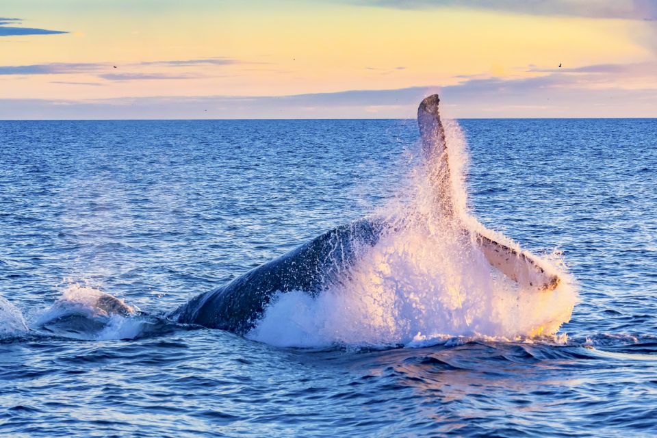Oahu: Waikiki Eco-Friendly Afternoon Whale Watching Trip - Key Points to Know Before You Go