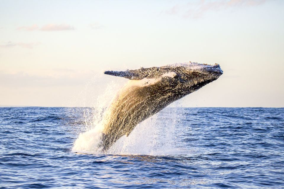 Oahu: Waikiki Eco-Friendly Afternoon Whale Watching Trip - Whale Watching That Doesn’t Turn into Guesswork