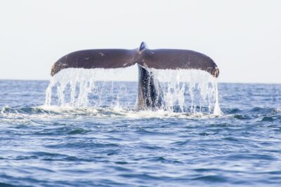 Oahu: Waikiki Eco-Friendly Afternoon Whale Watching Trip - The 90-Minute Afternoon Sail: What the Timing Feels Like