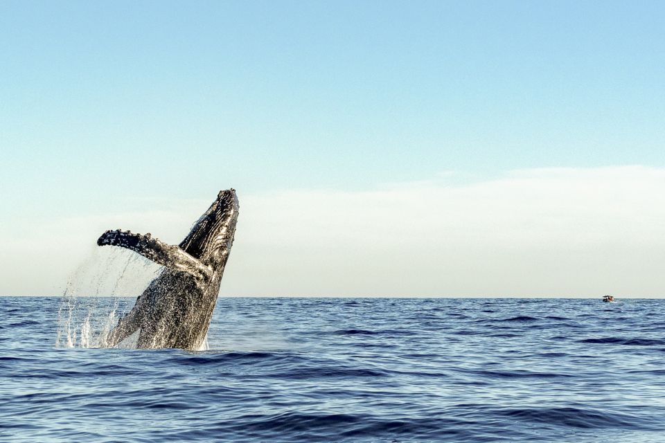 Oahu: Waikiki Eco-Friendly Afternoon Whale Watching Trip - The Premium Bar Isn’t Just a Perk
